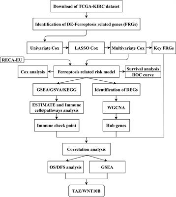 A Novel Ferroptosis-Related Pathway for Regulating Immune Checkpoints in Clear Cell Renal Cell Carcinoma